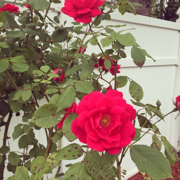 Meet your Posher, Andrea - Picture 1 of 1